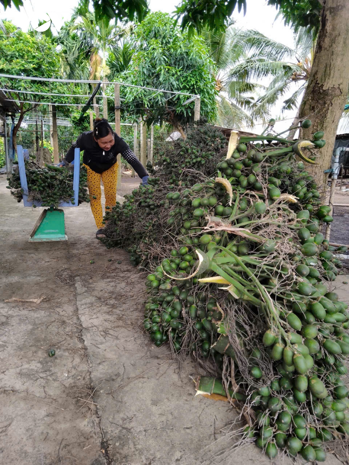 Nông dân ĐBSCL có thêm thu nhập nhờ bán cau sang Trung Quốc